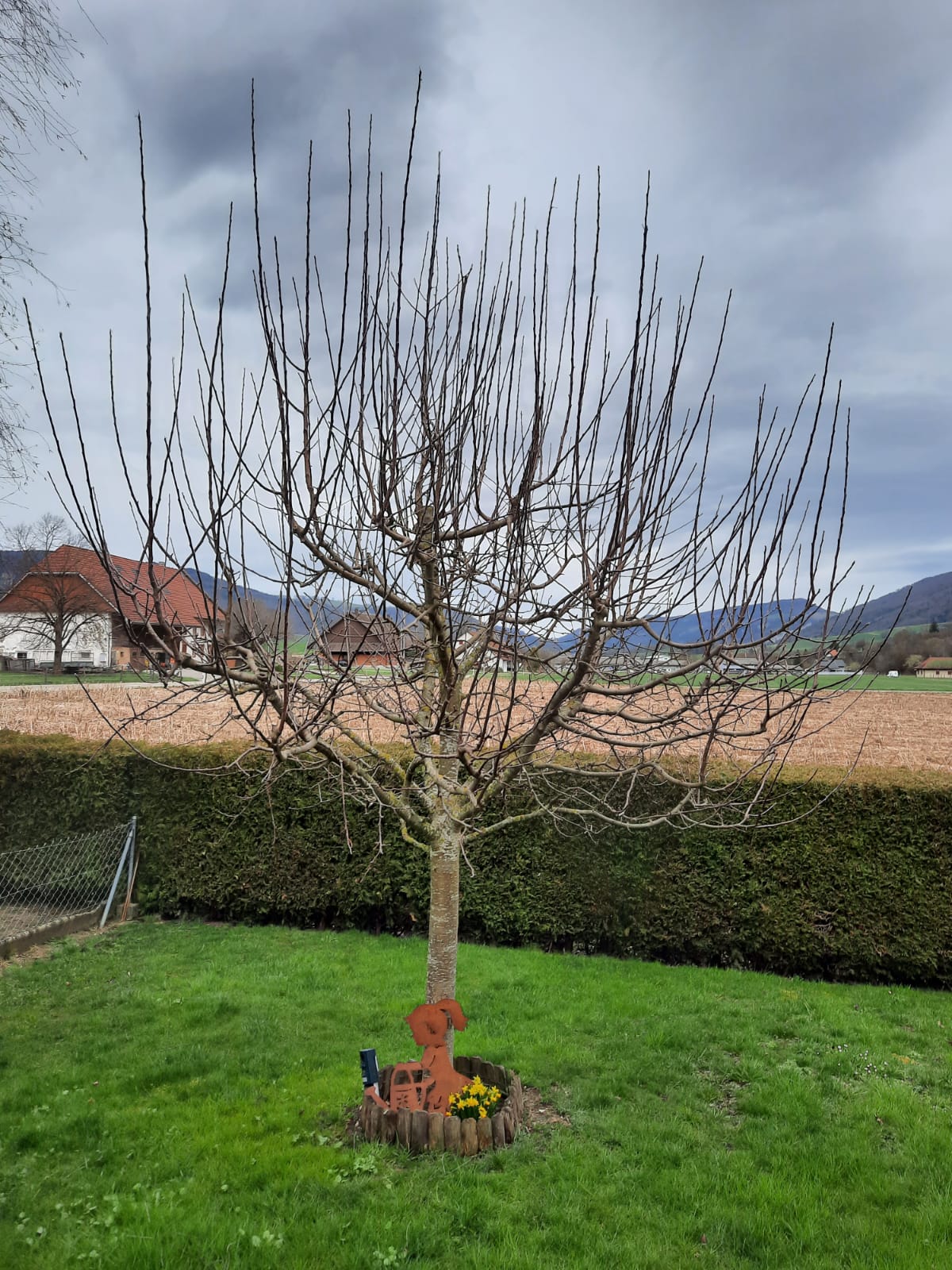 Crash-Kurs Obstbaum pflegen und schneiden